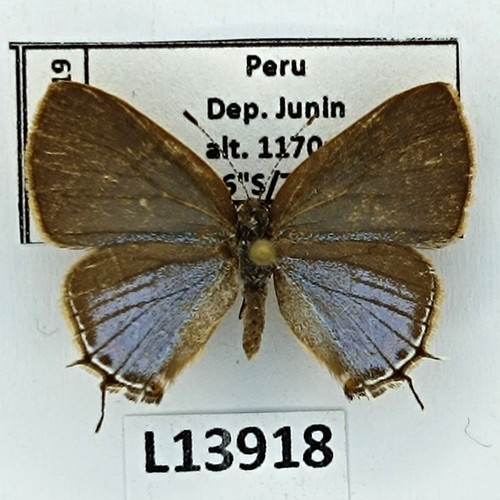 Lycaenidae calycopis - lycaenidae,,