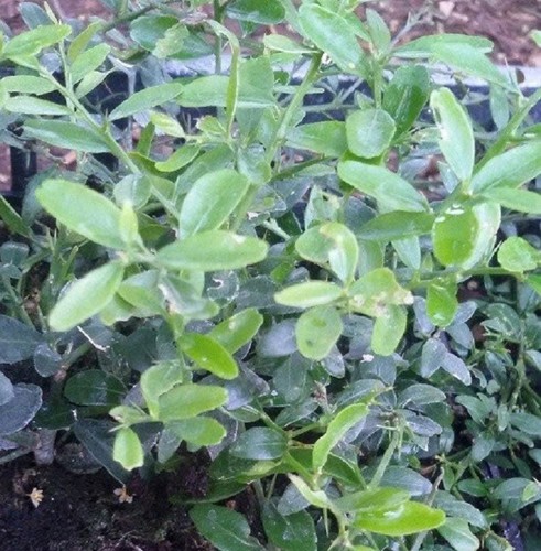 Albero limone caviale - limone,
