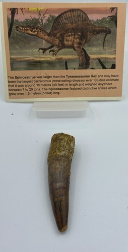Spinosaurus denti dinosauro