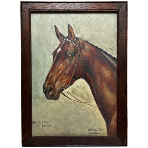 Equine ritratto di - equine,