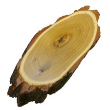 Acacia Scudo Trofeo Cervo