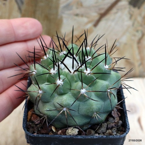 Copiapoa cinerea spine - , nere