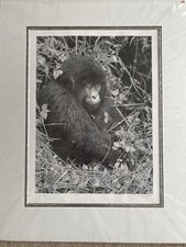 Gasigwa di David Dancy legno