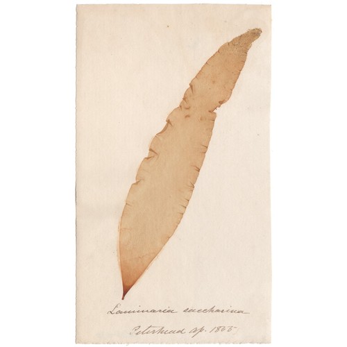 Antico erbario alghe marine - alghe,