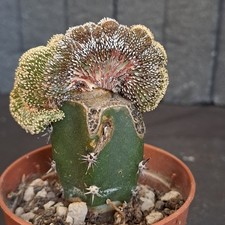 Geohintonia mexicana f. cristata crested grafted PLANT ebay-P052