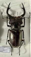 Lucanus cantori cantori
