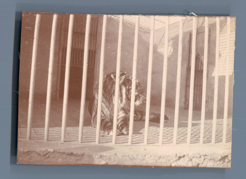 Egypte caire zoo tigre - egypte,, zoo.
