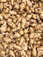 10 Tuberi Topinambur Bianco da Semina - NON TRATTATO per Piante Topinambur