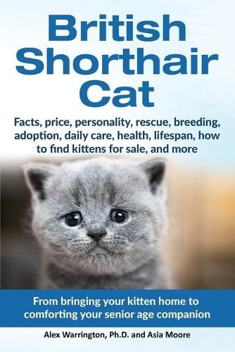British shorthair cat from - shorthair, cat: