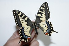 PAPILIO MACHAON- ENGLAND - LEPIDOPTERA PAPILIONIDAE F. CASTANII