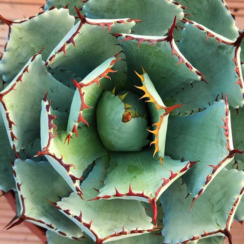 Agave potatorum minima - agave,