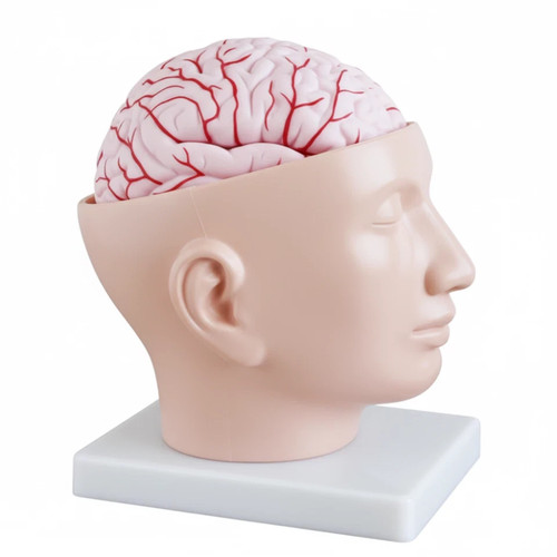 Modello anatomico del cervello