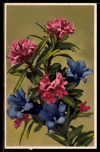 Fotocromia 2036 bouquet di - n., 2036: