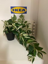 IKEA FEJKA Pianta in vaso