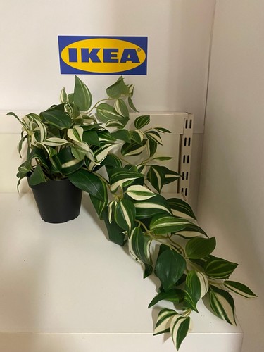 Ikea fejka pianta - fejka, artificiale