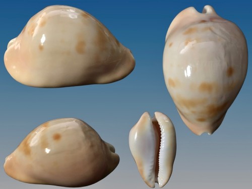 Cypraea zoila venusta - zoila,