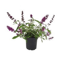 Pianta di BUDDLEJA BLU fiore