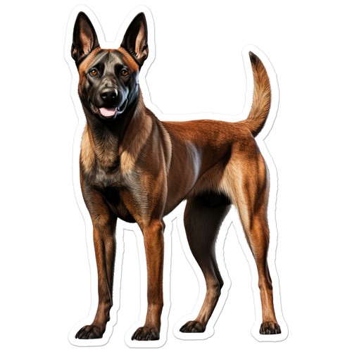 Belga malinois adesivo - malinois,
