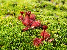 Drosera uniflora pianta - -,