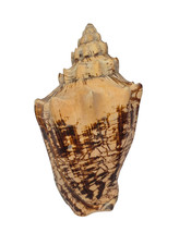 Conchiglia Shell VOLUTA EBRAEA