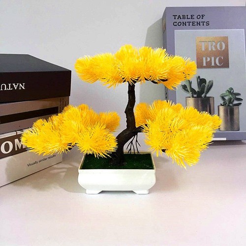Bonsai pino per - di,