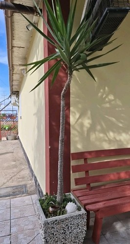 Pianta tronchetto della - pianta,