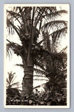 Albero cocco tropicale - di,