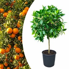 Pianta di Arancio Washington