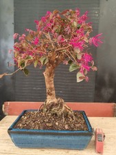 bonsai di loropetalo  h 50 cm