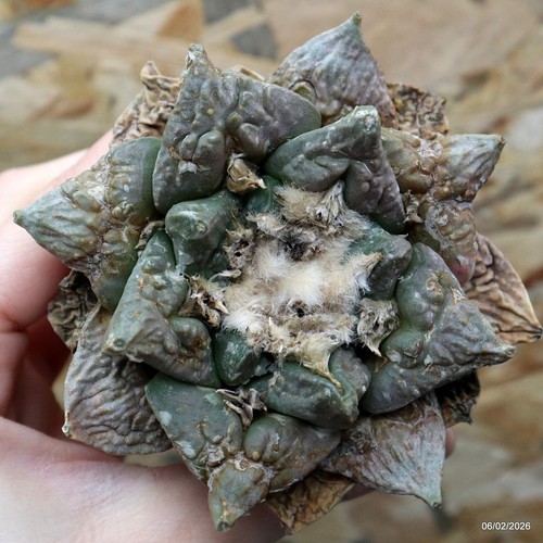 K090 ariocarpus special price - k090,