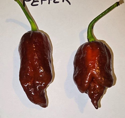 Semi peperoncino - 20,