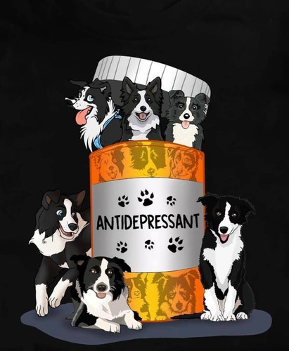 Border collie magnete - border,