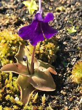 20 semi freschi Pinguicula Grandiflora X Longifolia RED, erba grassa, carnivoro