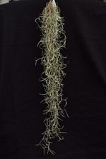 Tillandsia usneoides fine - tillandsia, "fine"