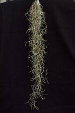 Tillandsia usneoides "grosso"