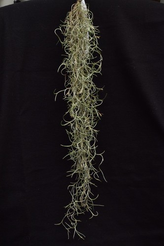 Tillandsia usneoides fine - tillandsia,