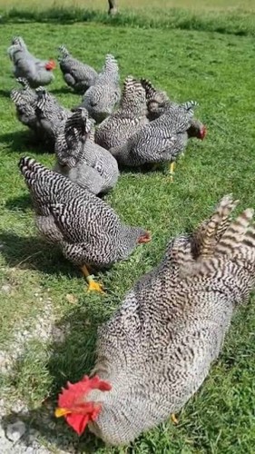 Uova feconde fertili amrock - feconde,