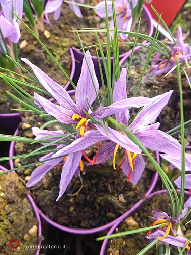 Zafferano crocus sativus - zafferano,