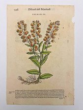 MATTIOLI Xilografia 1500 Botanica Erbario Piante "THLASPI II"