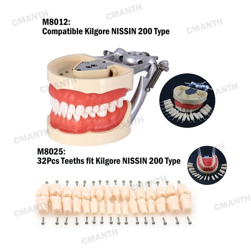 Modello typodont dentale con - typodont,