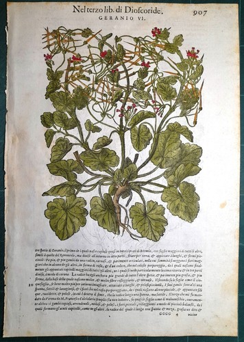 Stampa antica mattioli - antica,