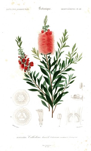 Callistemon lanceolatus