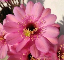 Cactus EchinopsisTrichocereus