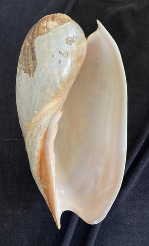 Volutidae cymbium marmoratum - volutidae,