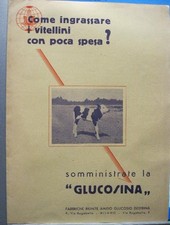 Anonimo, Come ingrassare i vitellini con poca spesa? Somministrate la glucosi...