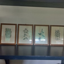 stampe  botanica erbario