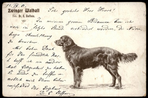 Cane allevamento cani gordon - cane,