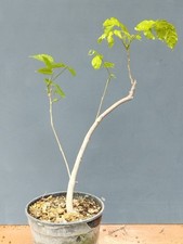 Bonsai di Glicine 40x2cm In