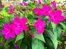 MIRABILIS JALAPA, PIANTA