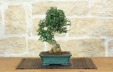 Bonsai di Olivastro (273)